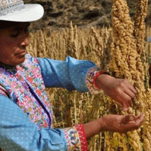 CONDITIONER YELLOW QUINOA by Qéira - HAF Perú