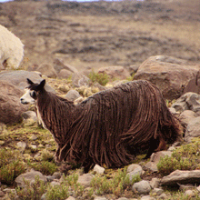 HILOS DE ALPACA by Illariy - HAF Perú