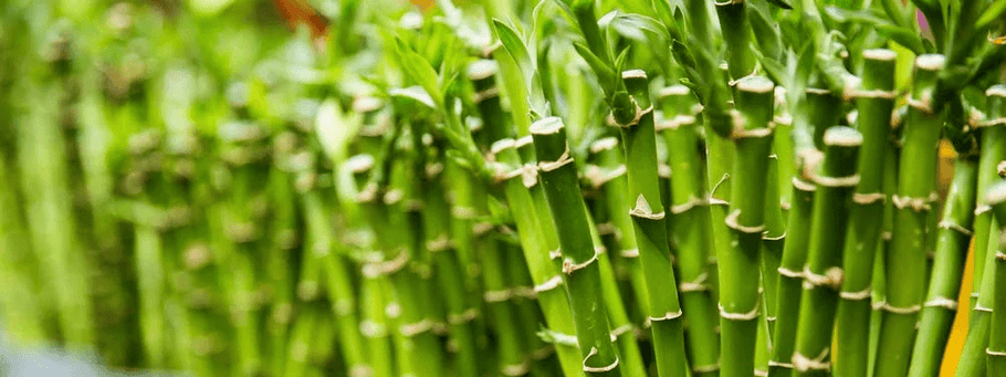 El Bambú y Sus Características en Lentes de Sol