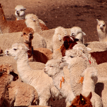 GORRO MARRÓN by Illariy - HAF Perú