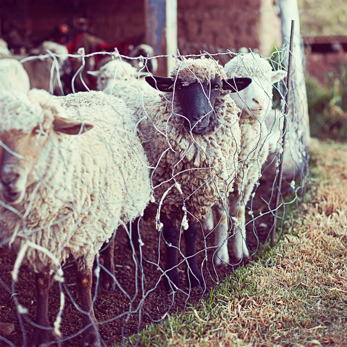 TUTU BORDADO SAN PABLO by Las Polleras de Agus - HAF Perú