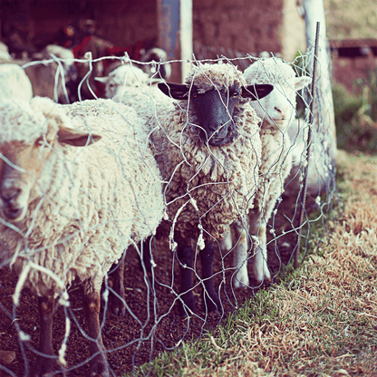 POLLERA BORDADO JUNIN by Las Polleras de Agus - HAF Perú