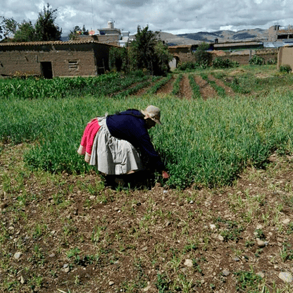 (PACK x 1000) SORBETES COCTELEROS by Ayru - HAF Perú