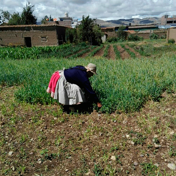 (PACK x 1000) SORBETES ESTÁNDAR by Ayru - HAF Perú