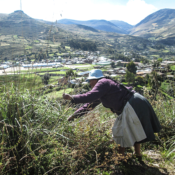(PACK x 1000) SORBETES GRUESOS by Ayru - HAF Perú