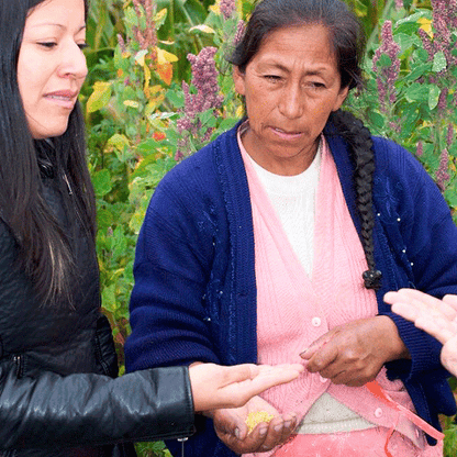 ELIXIR ABSOLUE SERUM PERFECCIONADOR DE ACEITE DE QUINUA NEGRA by Qéira - HAF Perú