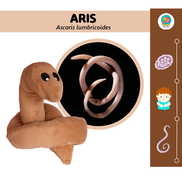 ARIS (ASCARIS LUMBRICOIDES) by Myps - HAF Perú