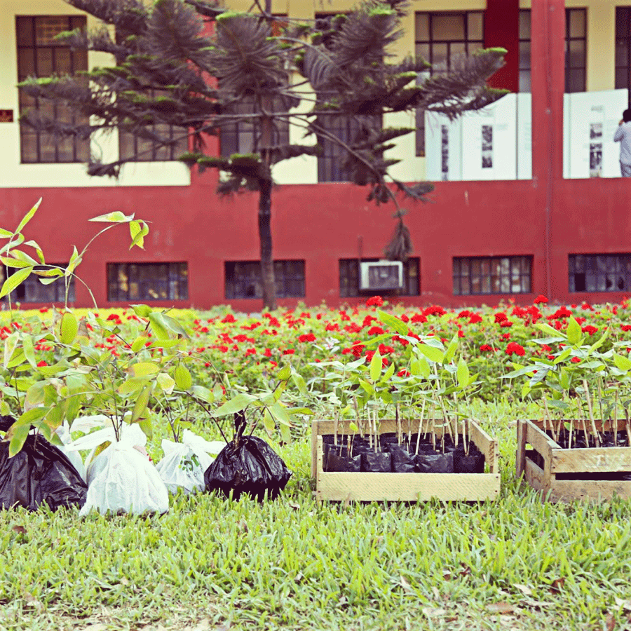 LENTES PACAYA SAMIRIA (ARTISTA) by Antarki - HAF Perú