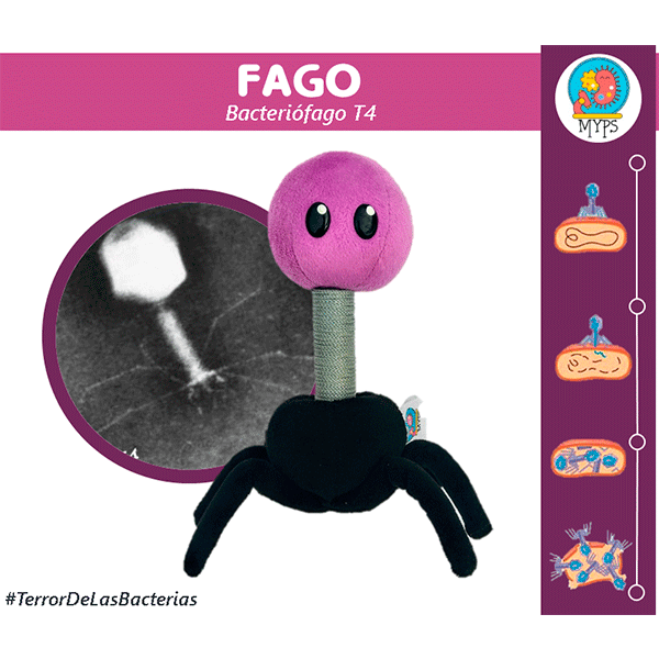 FAGO T4 (BACTERIÓFAGO T4) by Myps - HAF Perú