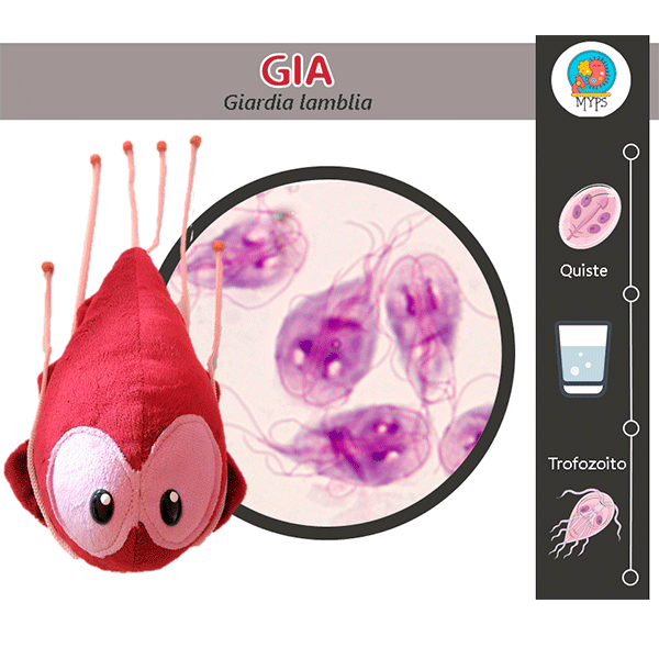 GIA (GIARDIA LAMBLIA) by Myps - HAF Perú