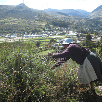 (PACK x 100) AYRUPACK COLECTIVO by Ayru - HAF Perú